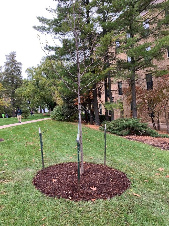 Trisha Bauer Memorial Tree